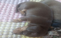 Miniature Dachshund dogs for sale: Minture dachshund puppies  - Image 24