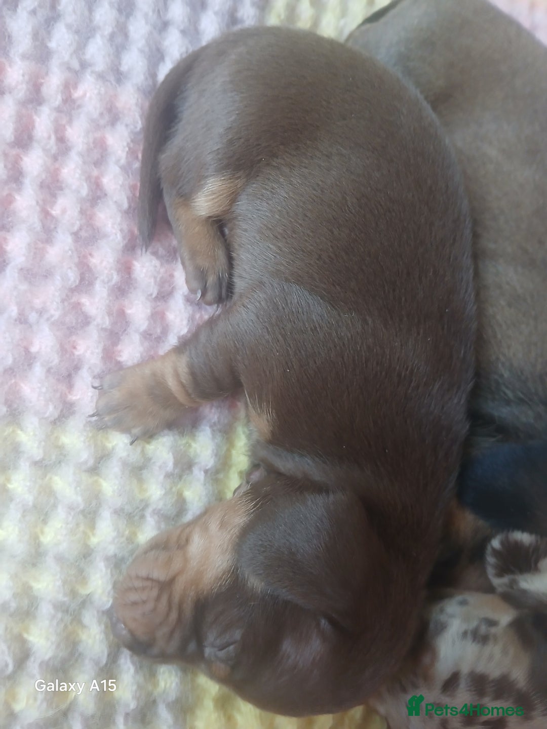 Miniature Dachshund dogs for sale: Minture dachshund puppies  - Image 24