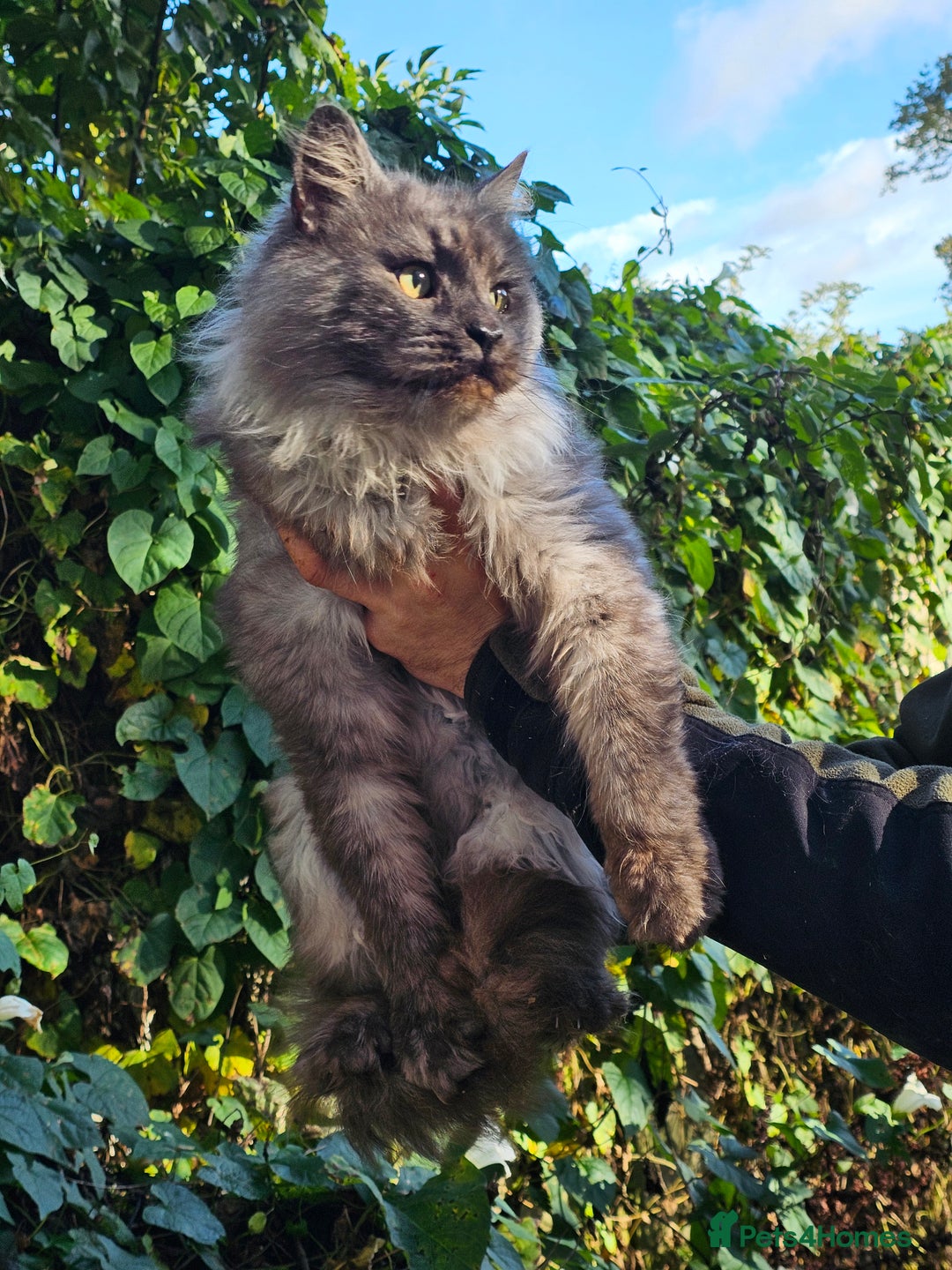 Maine Coon cats for sale: 5 maine coons  - Image 8