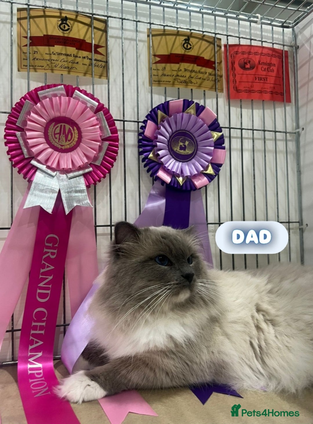 Ragdoll cats for sale: Beautiful Chunky Pure Breed Ragdoll kittens - Image 14