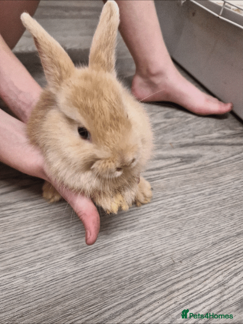Mini Lion Lop rabbits Baby rabbits  - Advert 2