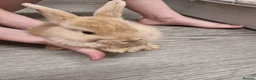 Mini Lion Lop rabbits for sale: Baby rabbits  - Advert 1