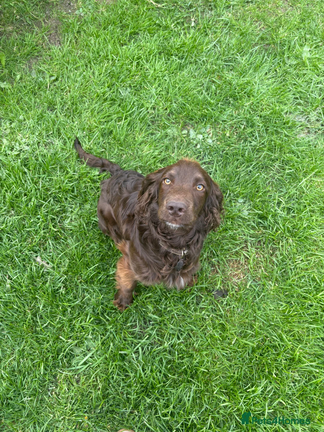 Cockapoo dogs for sale: 8 month male Cockapoo  - Advert 4