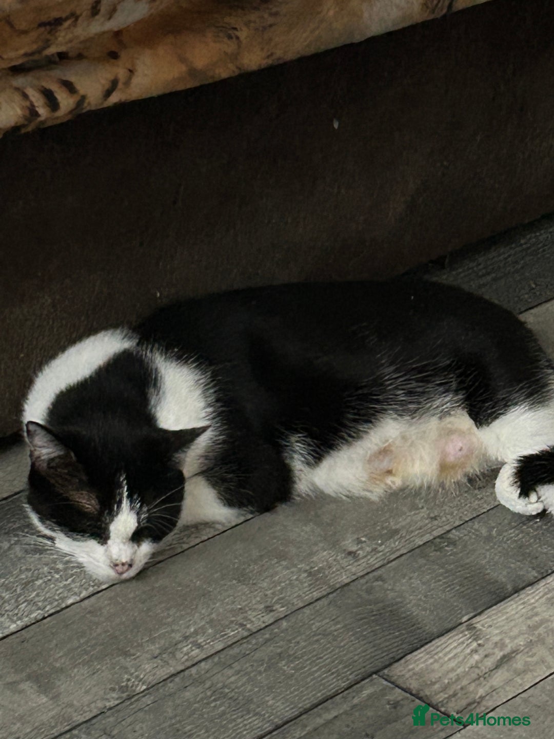 Mixed Breed cats for sale: Kittens are ready now 8 weeks old  - Advert 1