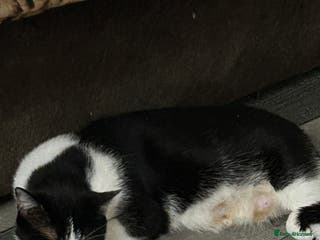 Mixed Breed cats Kittens are ready now 8 weeks old - Advert 1