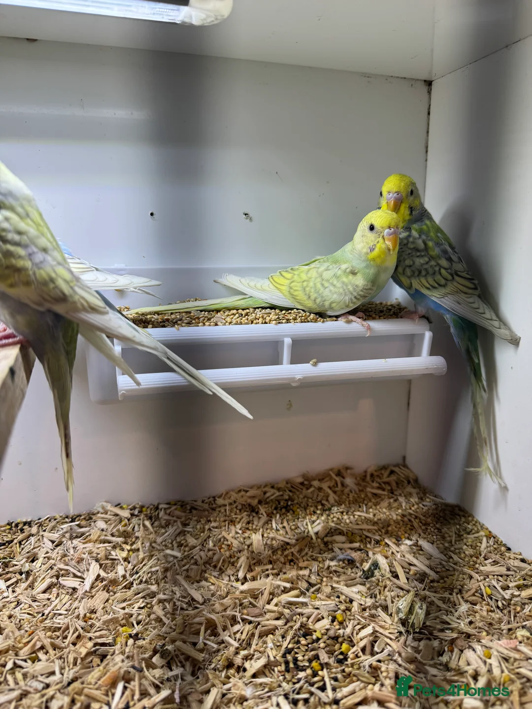 Budgerigars birds for sale: Beautiful rainbow budgies 🌈  - Advert 3