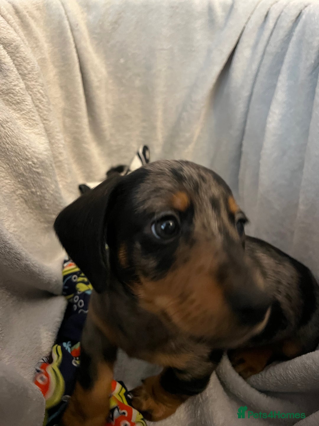 Miniature Dachshund dogs for sale: Stunning miniature dachshund puppies  - Image 19