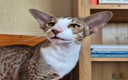 Oriental cats for sale: Beautiful Lilac bicolour Oriental BOY - Image 9