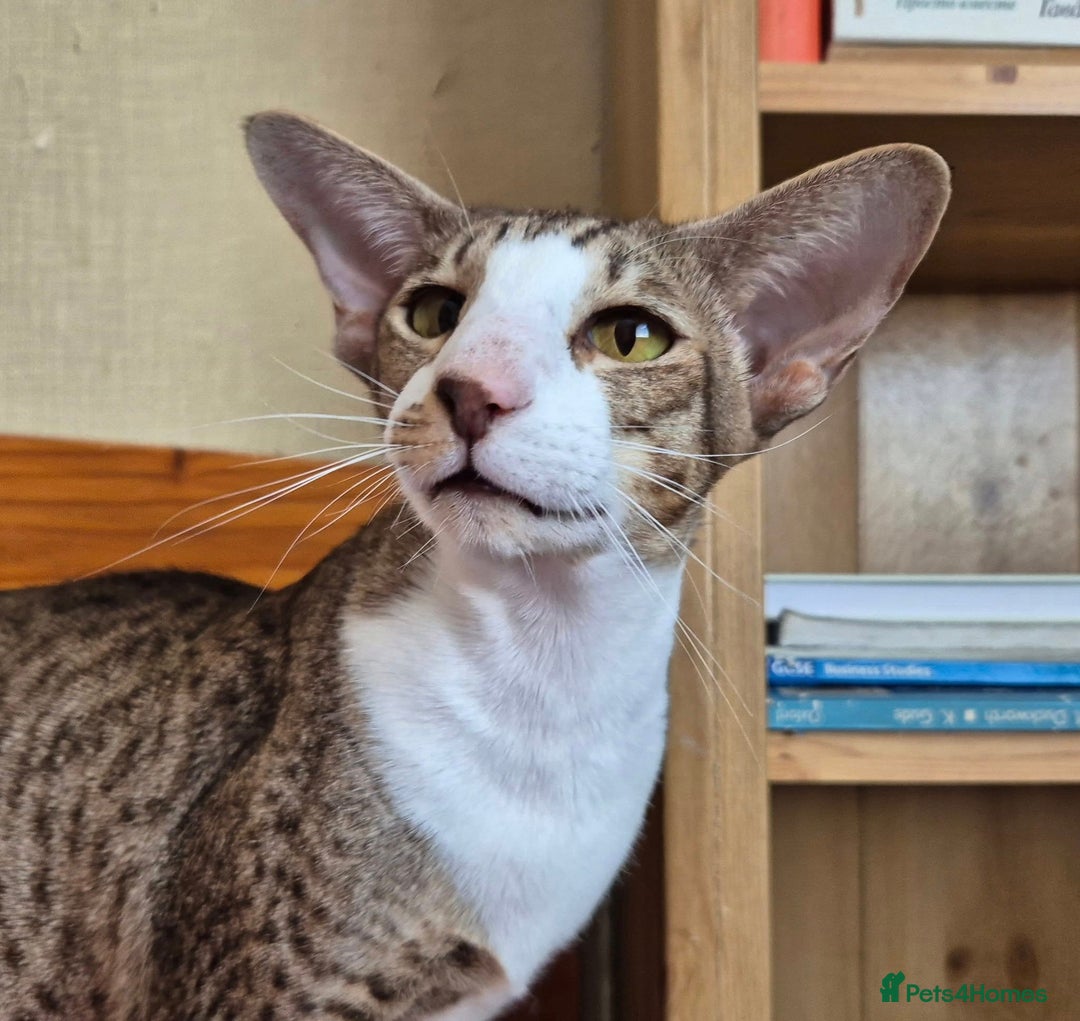 Oriental cats for sale: Beautiful Lilac bicolour Oriental BOY - Image 9
