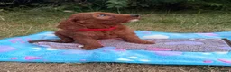 Cockapoo dogs for sale: Adorable F1 - Advert 3