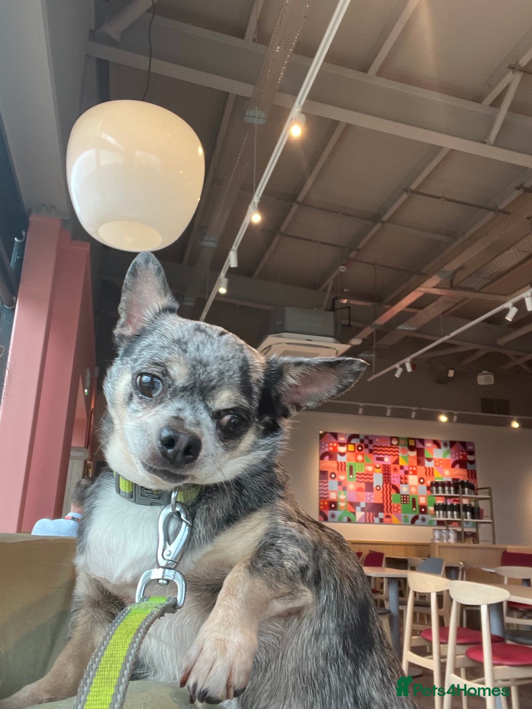 Chihuahua dogs for sale: Merle Chihuahua looking for forever home - Image 2