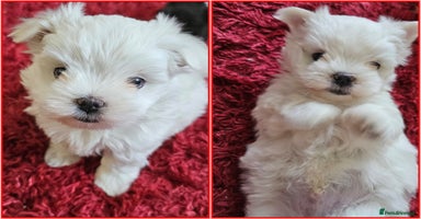 Maltese dogs - Advert 2
