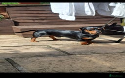 Mixed Breed dogs for sale:  ❤️Two girls very lovely❤️Daschaund with bishon  - Image 8