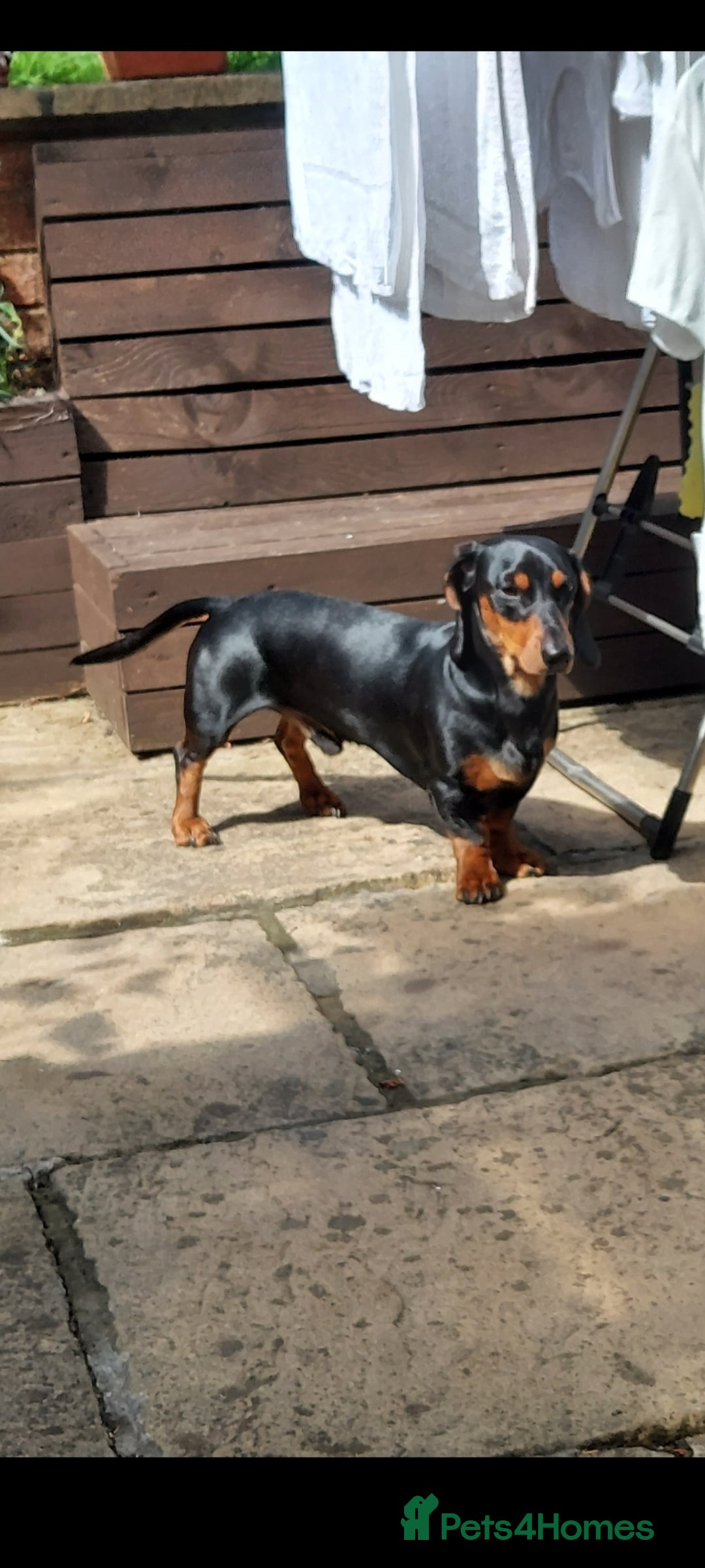 Mixed Breed dogs for sale:  ❤️Two girls very lovely❤️Daschaund with bishon  - Image 8