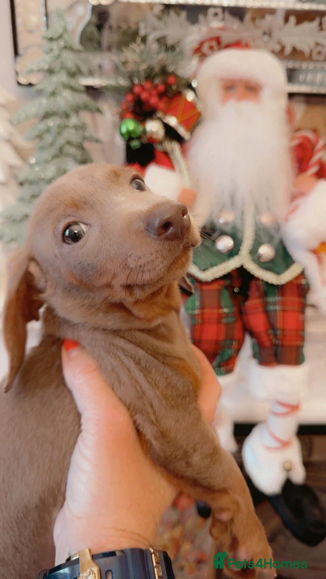 Dachshund dogs for sale: Dachshund Isabella dapple puppies  - Advert 12