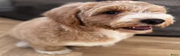 Australian Labradoodle dogs for sale: Multi-Gen Australian Labradoodle Puppies - Advert 16