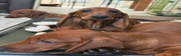 Dachshund dogs for sale: Beautiful standard Girl  - Advert 6