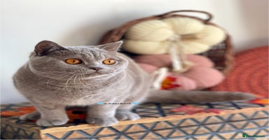 British Shorthair cats - Advert 12