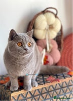 British Shorthair cats - Advert 1