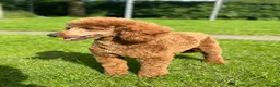 Miniature Poodle dogs for stud: 🏆270+ health checks 0.0%col miniature poodle stud - Advert 6