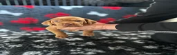 Hungarian Vizsla dogs for sale: Exceptional Pedigree Hungarian Vizsla Puppies - Advert 19