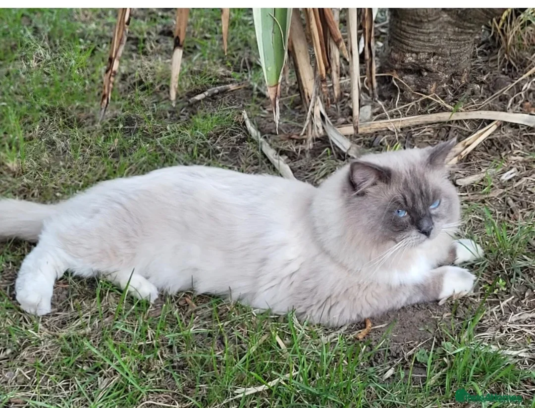 Ragdoll cats for sale: 🩵Stunning Blue Mitted Ragdoll Kitens🩵 - Advert 26