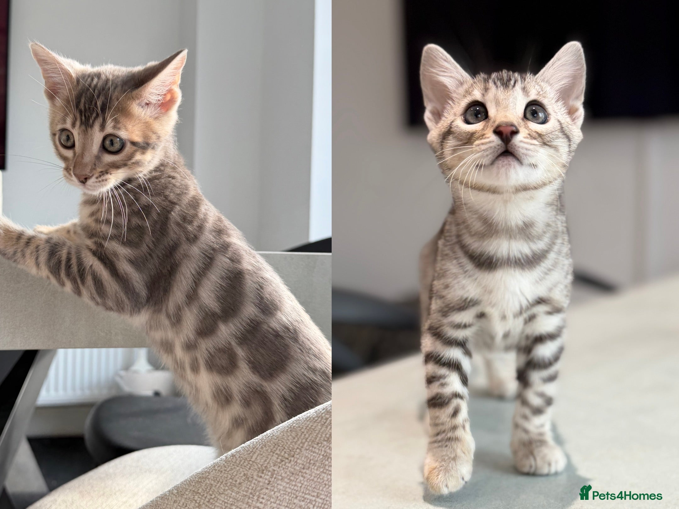 Bengal cats TICA Pedigree Bengals in Silver and Blue - last 2! - Advert 6