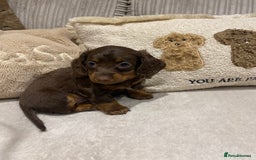 Dachshund dogs for sale: 4 long haired miniature dachshunds. - Image 2