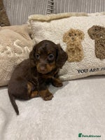 Dachshund dogs - Advert 16