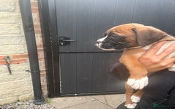 Boxer dogs for sale: Ready This Weekend Kc Boxer Puppies - Image 28