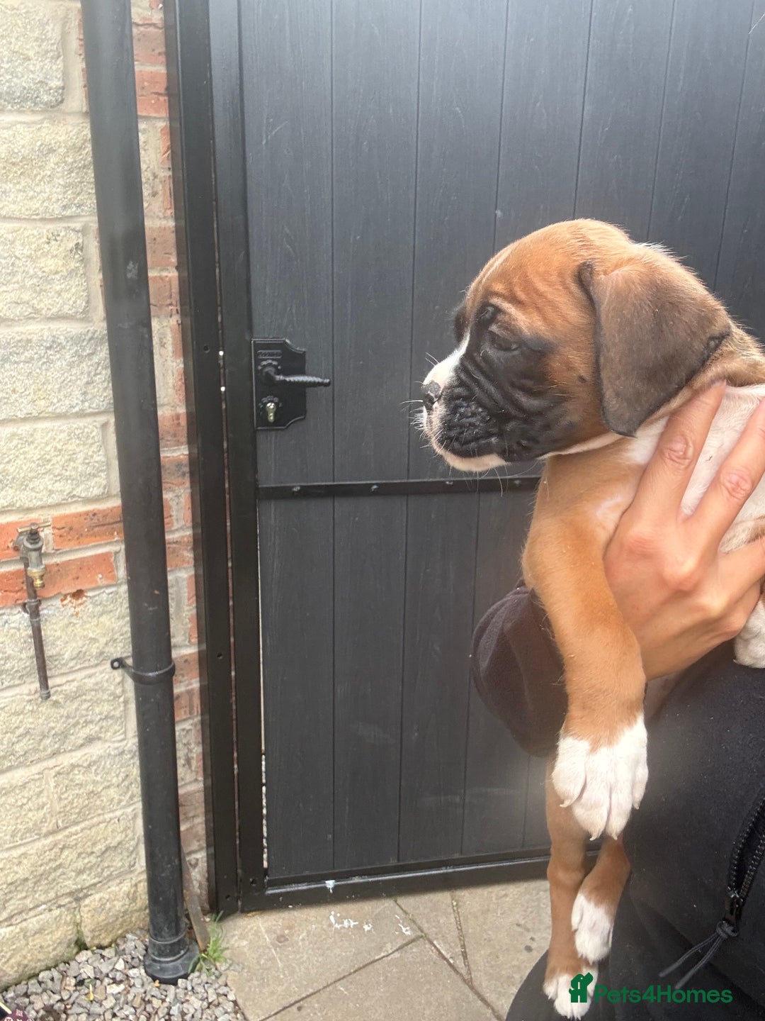 Boxer dogs for sale: Ready This Weekend Kc Boxer Puppies - Image 28