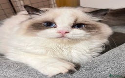 Ragdoll cats for sale: 🎀Beautiful Ragdoll kittens (TICA reg)🎀 - Image 12