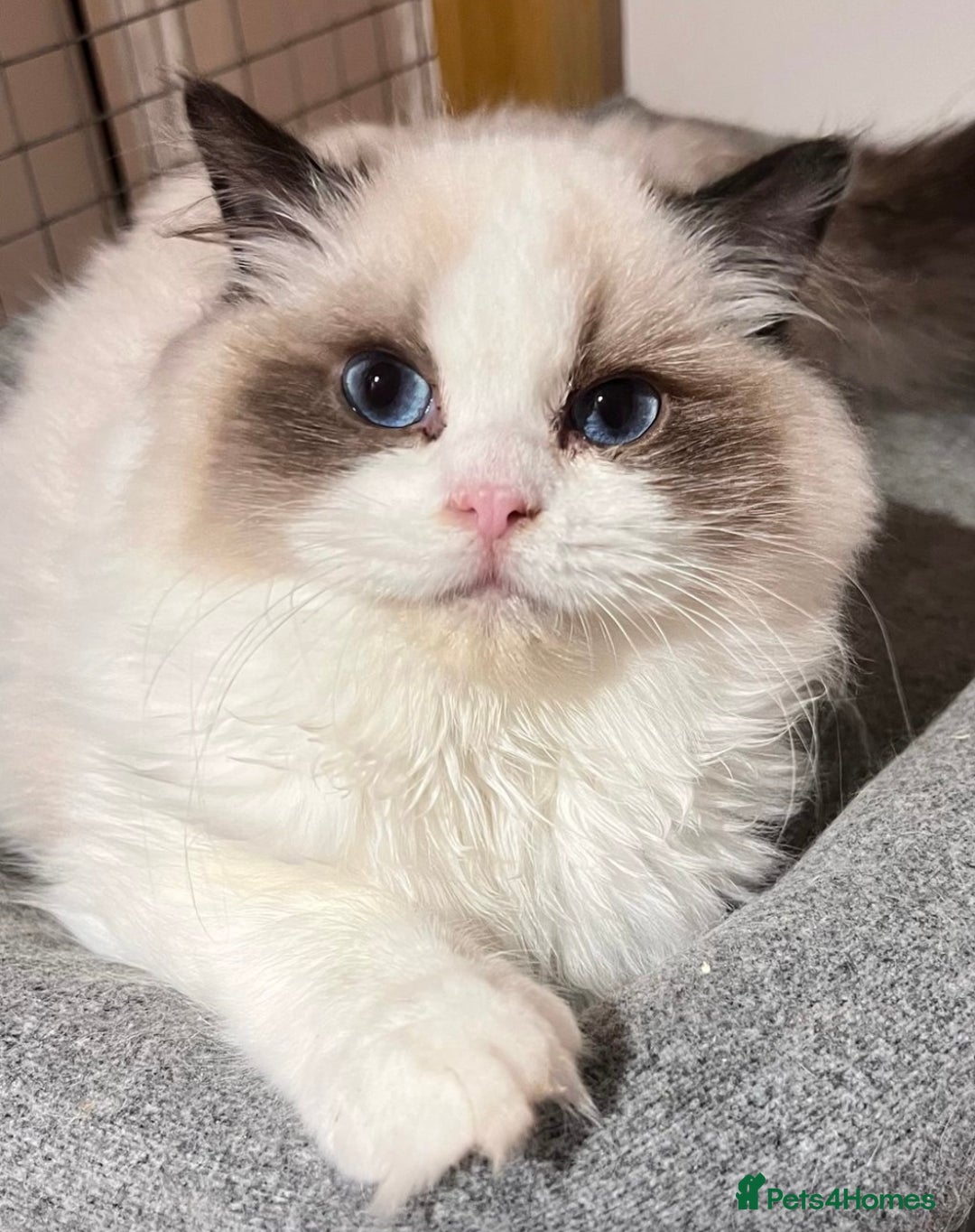 Ragdoll cats for sale: 🎀Beautiful Ragdoll kittens (TICA reg)🎀 - Image 12