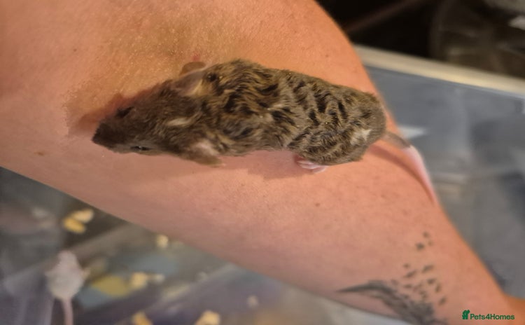 Mouse rodents - Advert 1