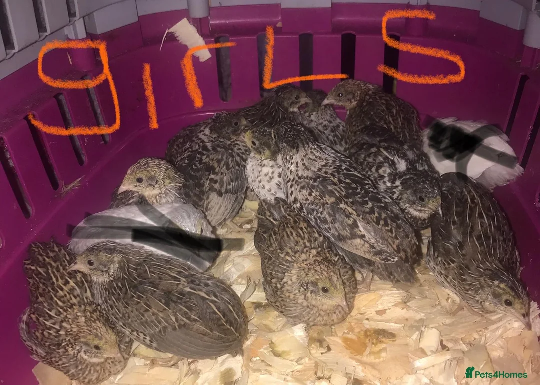 Quail poultry for sale: SEXED CHINESE PAINTED BUTTON QUAILS ! - Advert 2