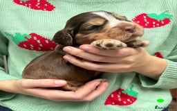 Cocker Spaniel dogs for sale: KC Show Cocker Spaniel Pups DNA health Simbawood  - Image 20