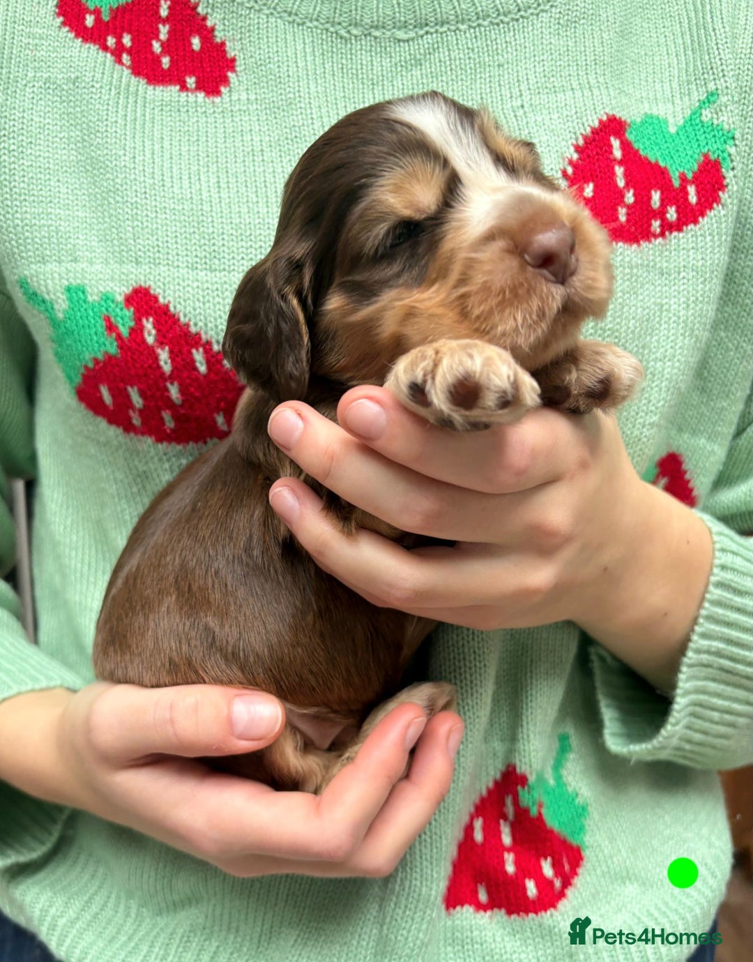 Cocker Spaniel dogs for sale: KC Show Cocker Spaniel Pups DNA health Simbawood  - Image 20