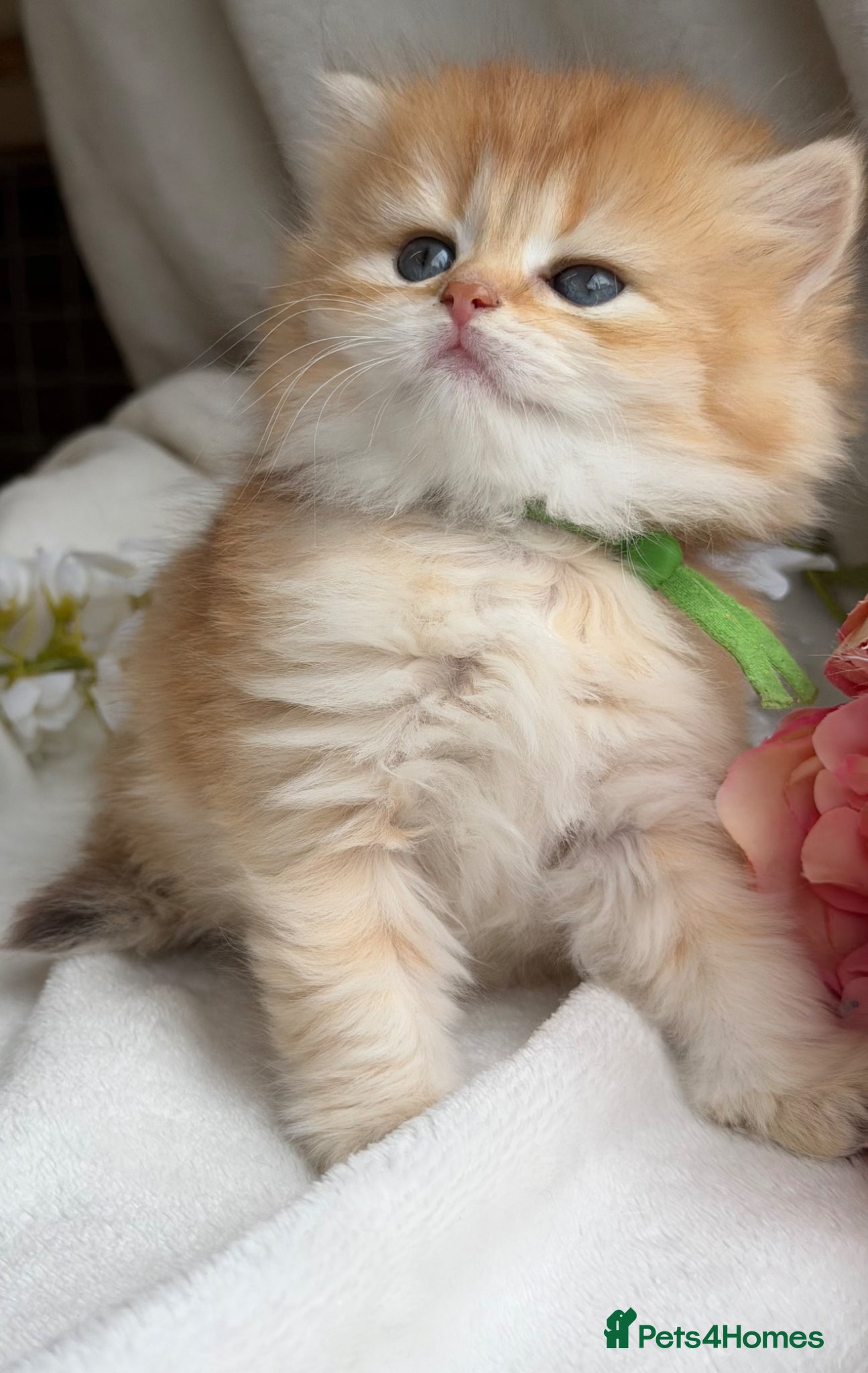 British Shorthair cats for sale: British shorthair golden adorable kitten GCCF  - Advert 12