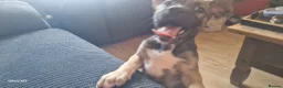 Mixed Breed dogs for sale: Puppies ready for a new adventure - Advert 5