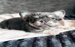 French Bulldog dogs for sale: FLUFFY FRENCH BULLDOGS  - Image 13