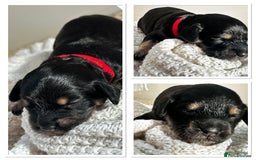 Cockapoo dogs for sale: Beautiful F1b Cockapoo Puppies Ready 14th November - Image 3