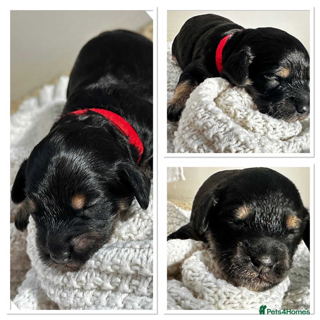Cockapoo dogs for sale: Beautiful F1b Cockapoo Puppies Ready 14th November - Image 3