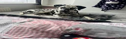 Dalmatian dogs for sale: Boss 4yr old dalmation in Waterlooville - Advert 16