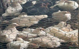 Chickens poultry for sale: Pol hybrid dark, blue and olive egg layers  - Image 19