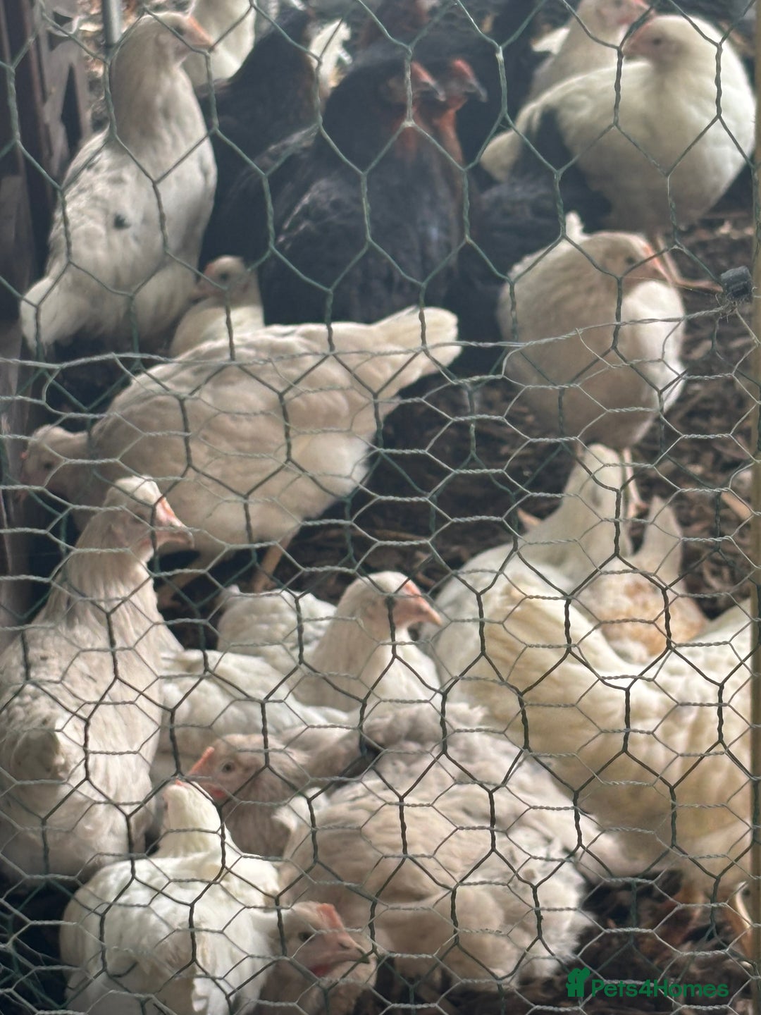 Chickens poultry for sale: Pol hybrid dark, blue and olive egg layers  - Image 19