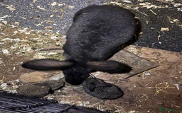 Continental Giant rabbits for sale: Pure Bred Continental Giant Rabbits  - Image 22