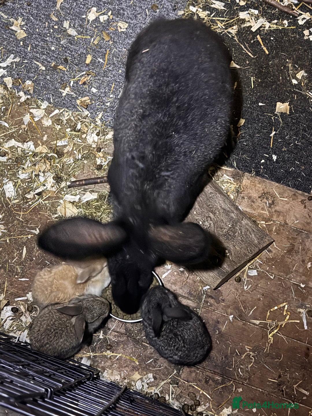 Continental Giant rabbits for sale: Pure Bred Continental Giant Rabbits  - Image 22