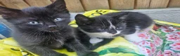 Mixed Breed cats for sale: 3 kittens  in Norwich - Advert 6