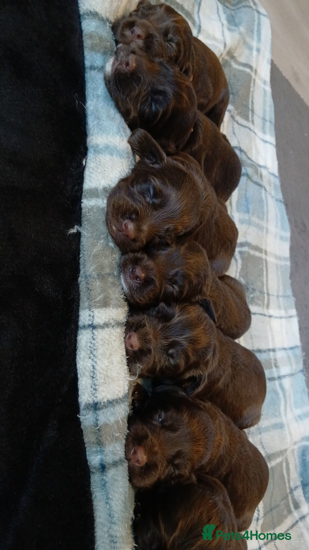 Sprocker dogs for sale: Sprocker puppies  - Image 4