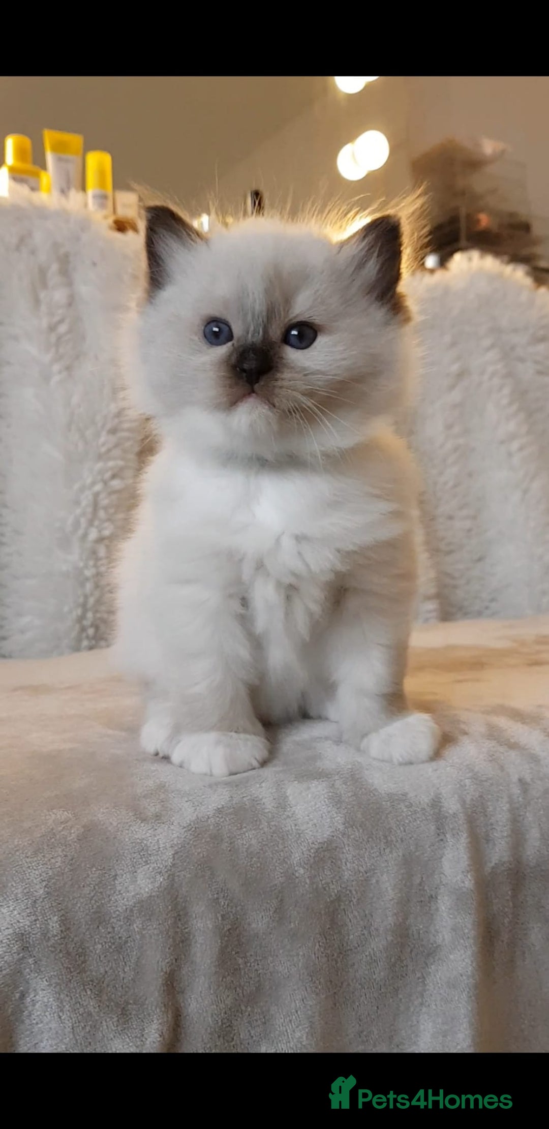 Ragdoll cats for sale: Exceptional Bloodlines Ragdoll kittens  - Advert 9